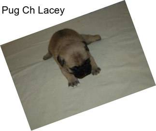 Pug Ch Lacey