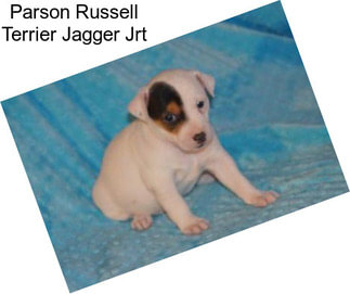 Parson Russell Terrier Jagger Jrt