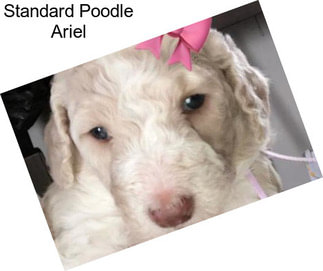 Standard Poodle Ariel