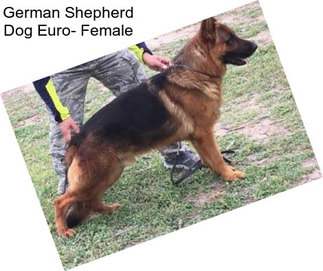 German Shepherd Dog Euro- Female
