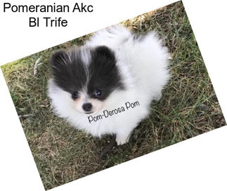 Pomeranian Akc Bl Trife