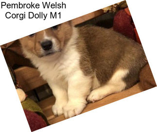 Pembroke Welsh Corgi Dolly M1