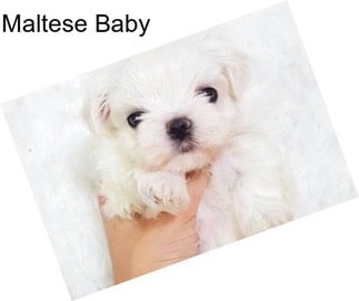 Maltese Baby