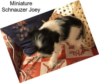 Miniature Schnauzer Joey