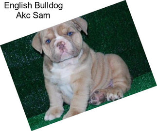 English Bulldog Akc Sam