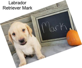 Labrador Retriever Mark