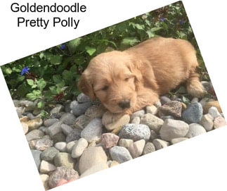 Goldendoodle Pretty Polly