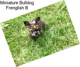 Miniature Bulldog Frenglish B