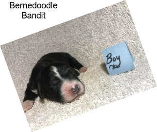 Bernedoodle Bandit