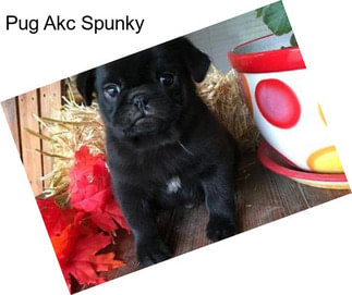 Pug Akc Spunky