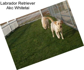 Labrador Retriever Akc Whitetai