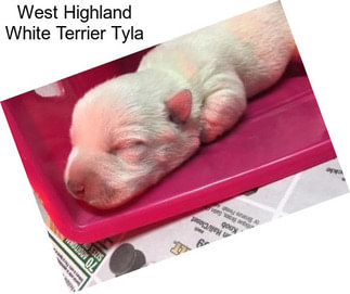 West Highland White Terrier Tyla