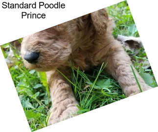 Standard Poodle Prince