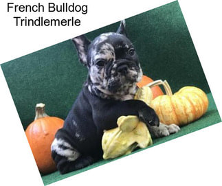 French Bulldog Trindlemerle