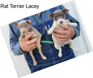 Rat Terrier Lacey