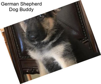 German Shepherd Dog Buddy