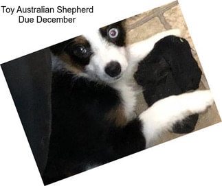 Toy Australian Shepherd Due December