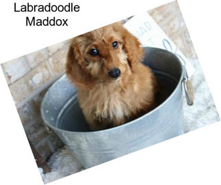 Labradoodle Maddox