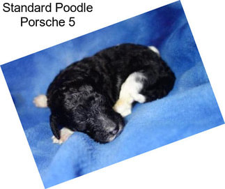 Standard Poodle Porsche 5