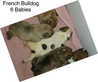 French Bulldog 6 Babies