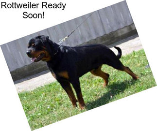 Rottweiler Ready Soon!