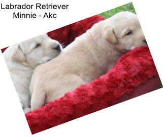 Labrador Retriever Minnie - Akc