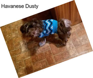 Havanese Dusty