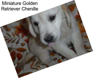 Miniature Golden Retriever Chenille