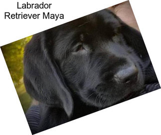 Labrador Retriever Maya