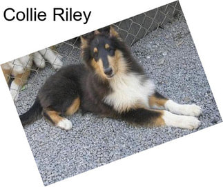 Collie Riley