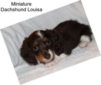 Miniature Dachshund Louisa