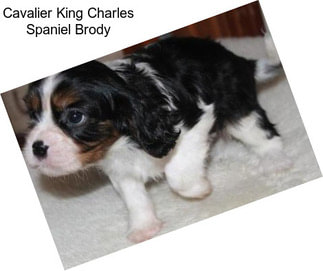 Cavalier King Charles Spaniel Brody