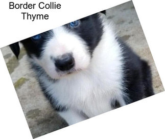Border Collie Thyme