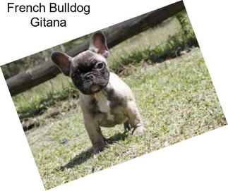 French Bulldog Gitana