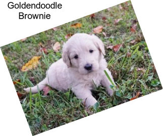 Goldendoodle Brownie