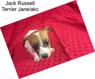 Jack Russell Terrier Jane/akc