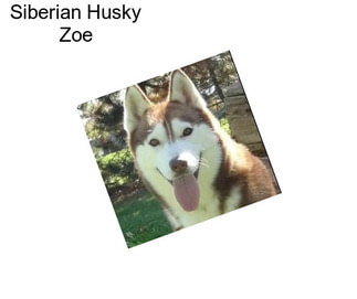 Siberian Husky Zoe