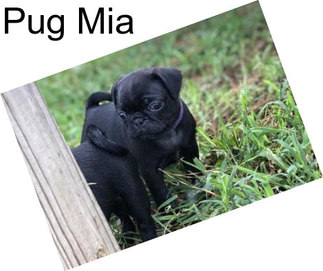 Pug Mia