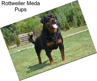 Rottweiler Meda Pups