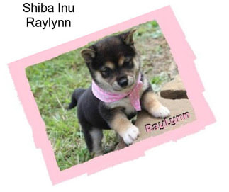 Shiba Inu Raylynn