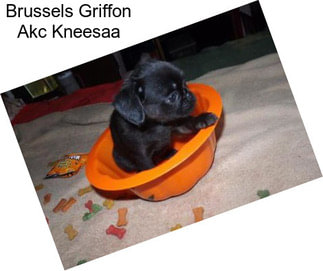 Brussels Griffon Akc Kneesaa