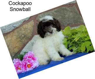 Cockapoo Snowball