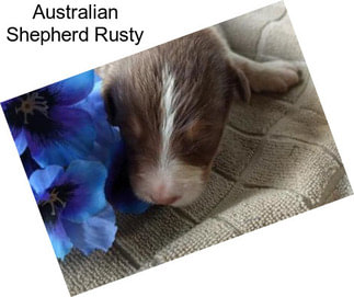 Australian Shepherd Rusty