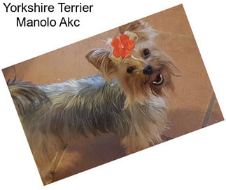 Yorkshire Terrier Manolo Akc
