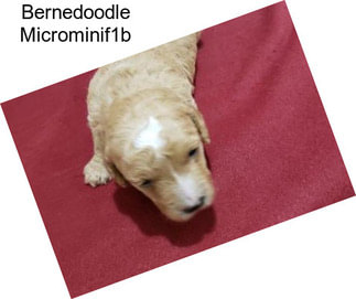 Bernedoodle Microminif1b