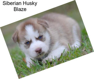 Siberian Husky Blaze