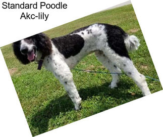Standard Poodle Akc-lily