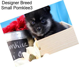 Designer Breed Small Pomklee3