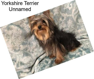 Yorkshire Terrier Unnamed