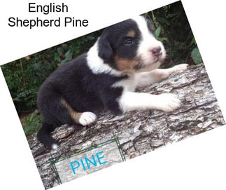 English Shepherd Pine